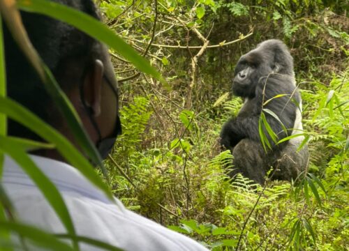 5 Days Gorilla and White Water Rafting (1)