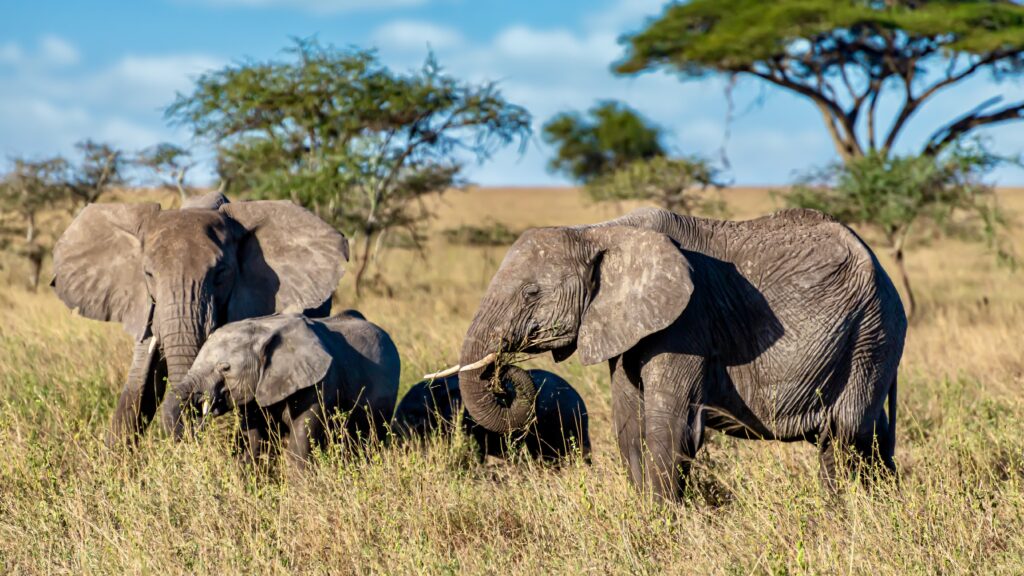 The Uniqueness of the 10 National Parks of Uganda