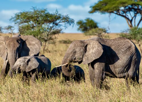 12-Day Spectacular Uganda Primates and Wildlife Safari