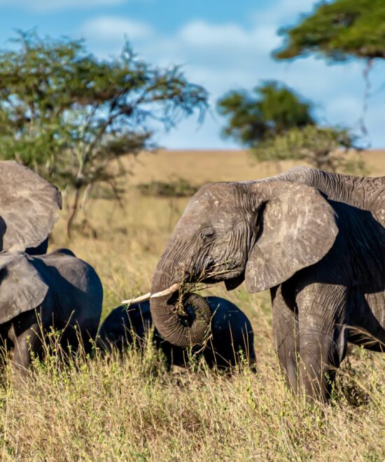 12-Day Spectacular Uganda Primates and Wildlife Safari