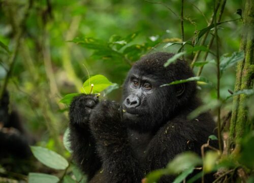 A Journey into Uganda’s Mountain Gorilla Experience