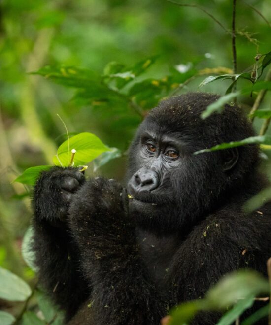 5 Days Gorilla and White Water Rafting (1)