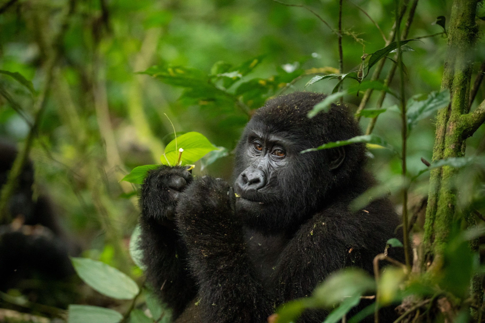 5 Days Gorilla and White Water Rafting (1)