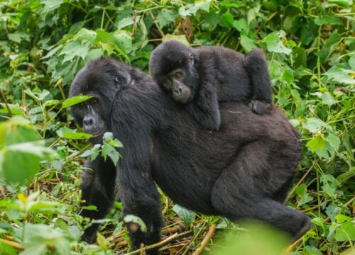 Best Five Gorilla Trekking Inspirations