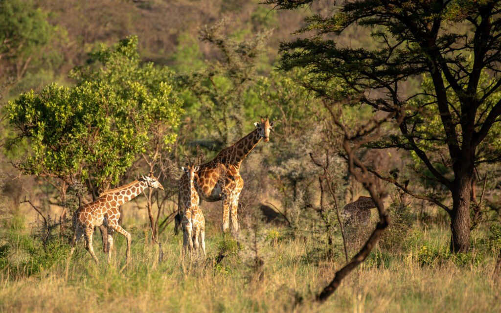 Best Adventure Destinations in Uganda