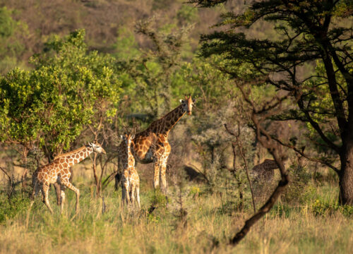 Best Adventure Destinations in Uganda