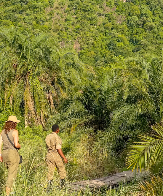 9 Day Budget primate safari in uganda