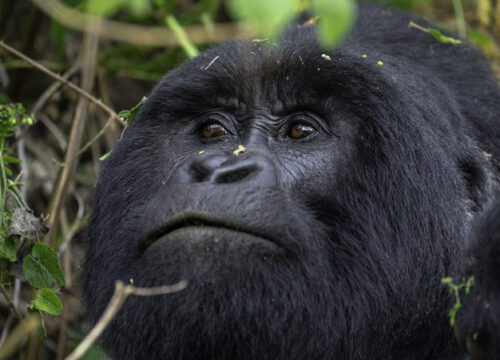 03 Days Mountain Gorilla