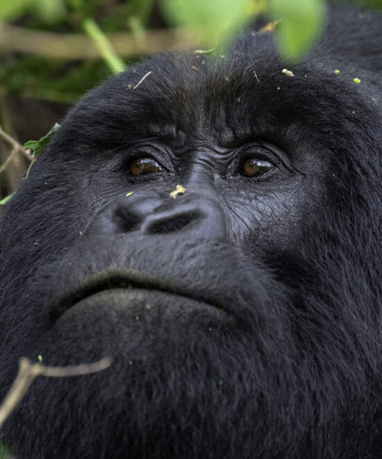 03 Days Mountain Gorilla