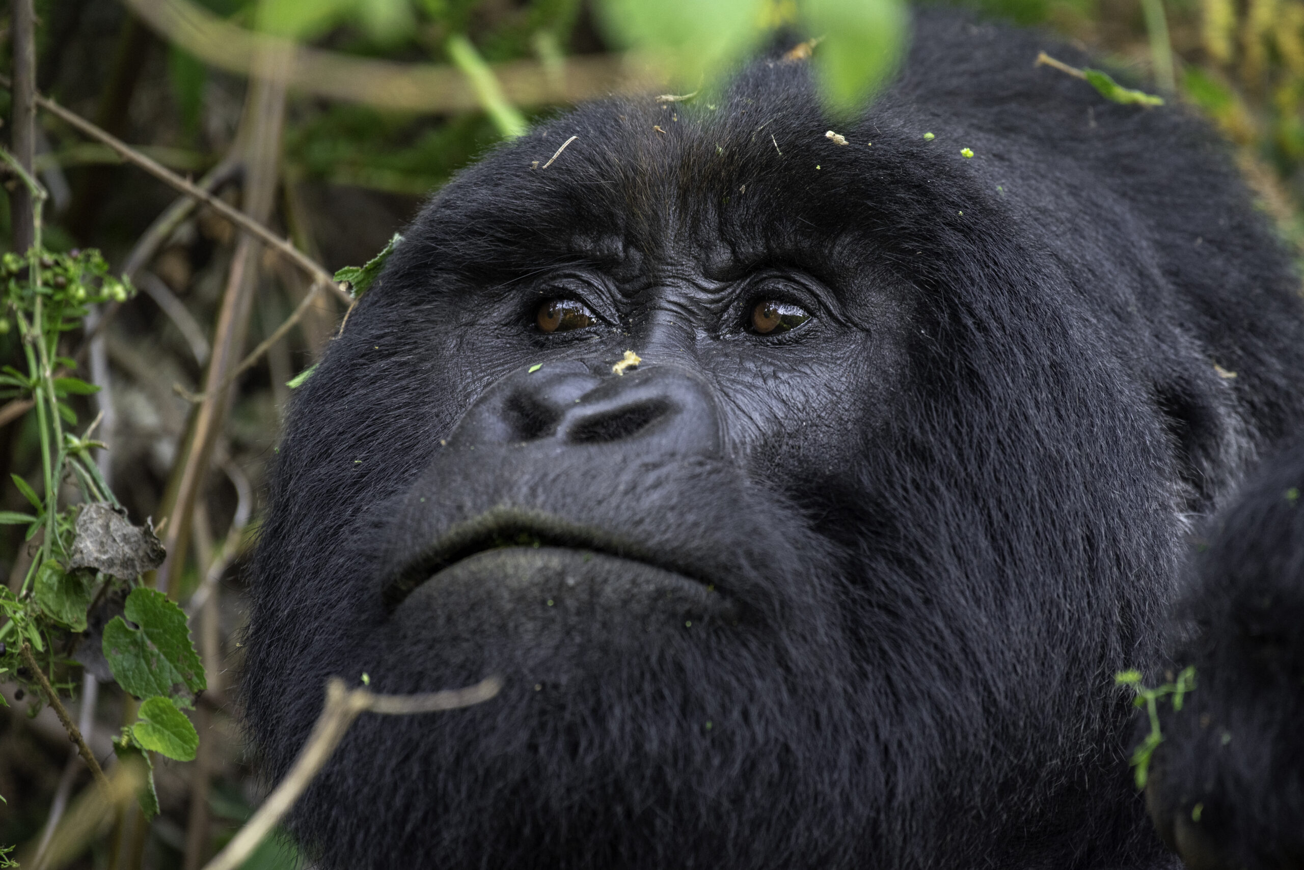 04 Days Mountain Gorilla