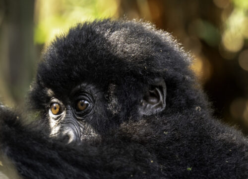 Beyond Bwindi: Exploring Uganda’s Gorilla Trails Less Traveled.