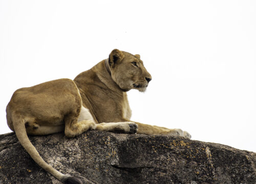 9 Day Budget primate safari in uganda