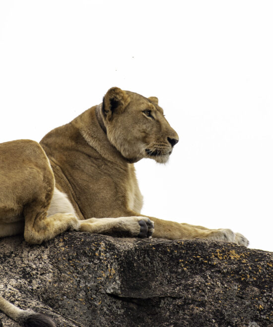 9 Day Budget primate safari in uganda