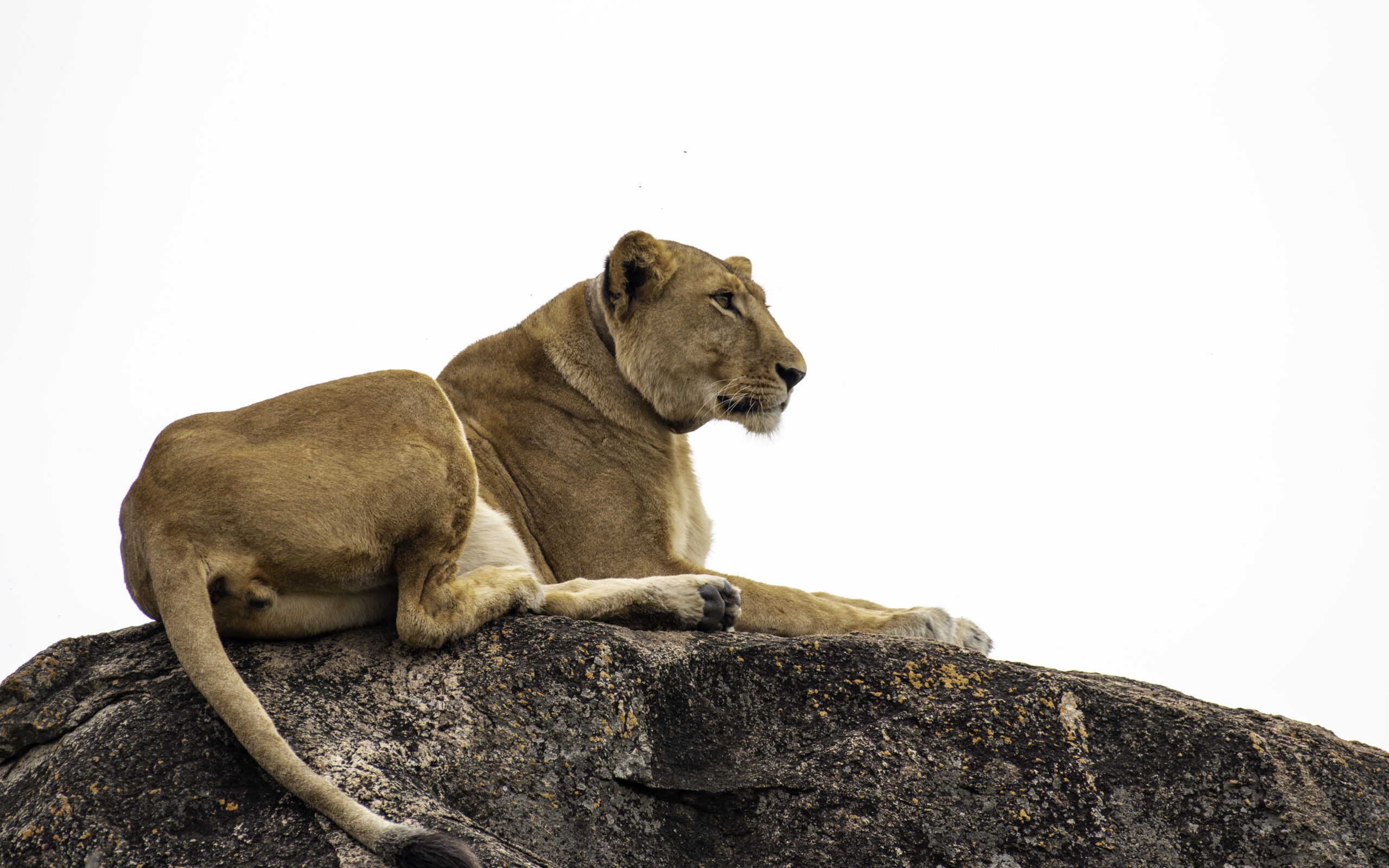 9 Day Budget primate safari in uganda