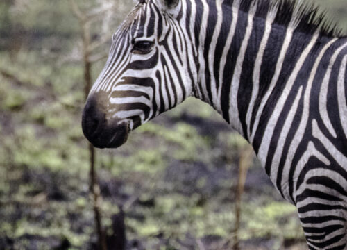Lake Mburo National Park