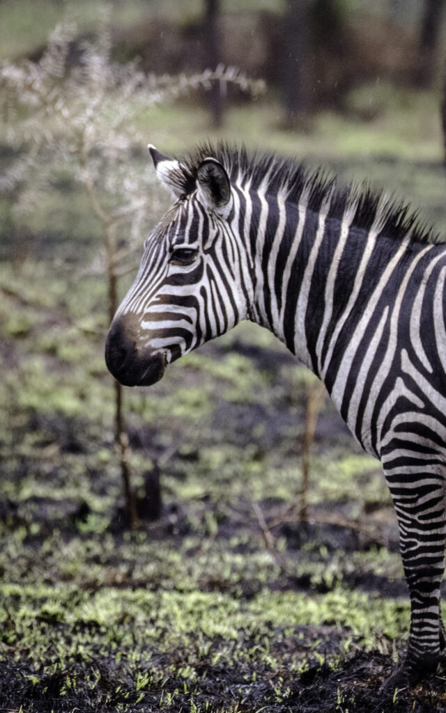 Lake Mburo National Park