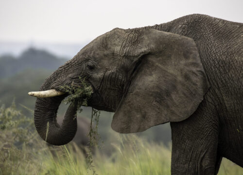 10 day tour Rwanda-Uganda