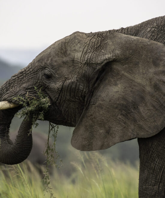 10 day tour Rwanda-Uganda