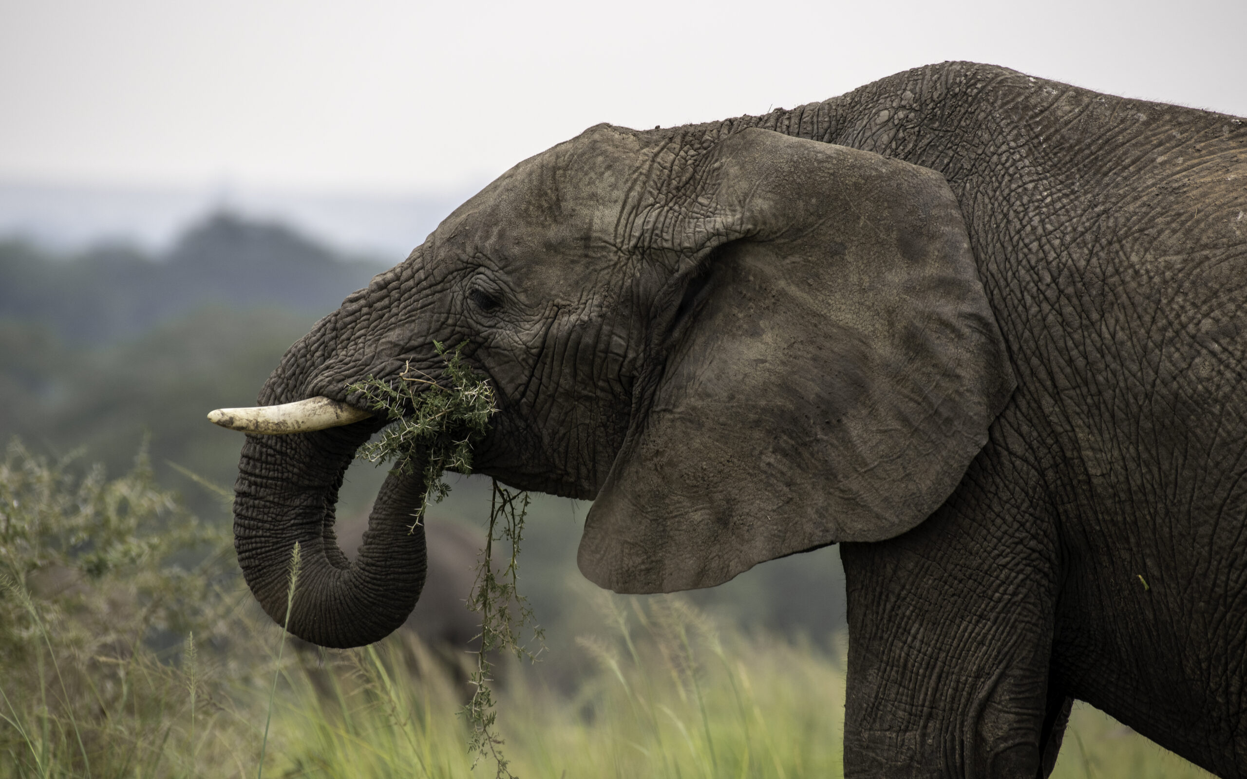 10 day tour Rwanda-Uganda