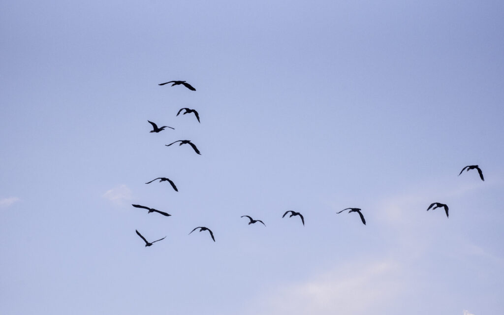 Why Uganda is the Best Destination for Bird Watching.