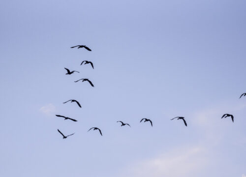 Why Uganda is the Best Destination for Bird Watching.