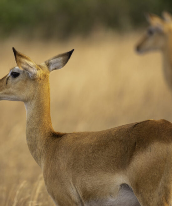 12-Day Spectacular Uganda Primates and Wildlife Safari