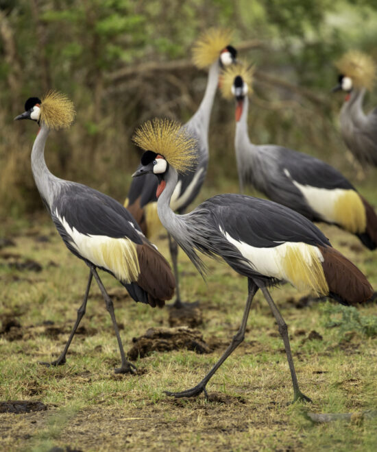 Eastern Uganda in depth