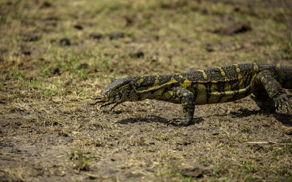 How to Choose the Best Safari Option to Suit Your Needs