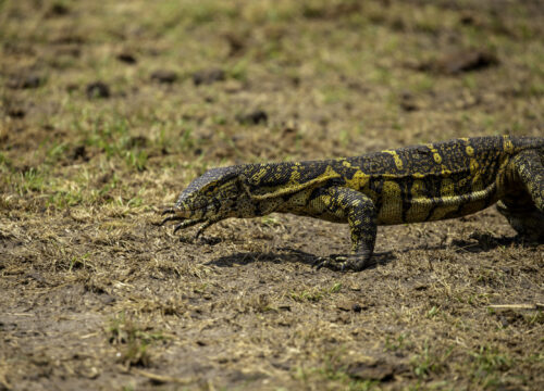 How to Choose the Best Safari Option to Suit Your Needs