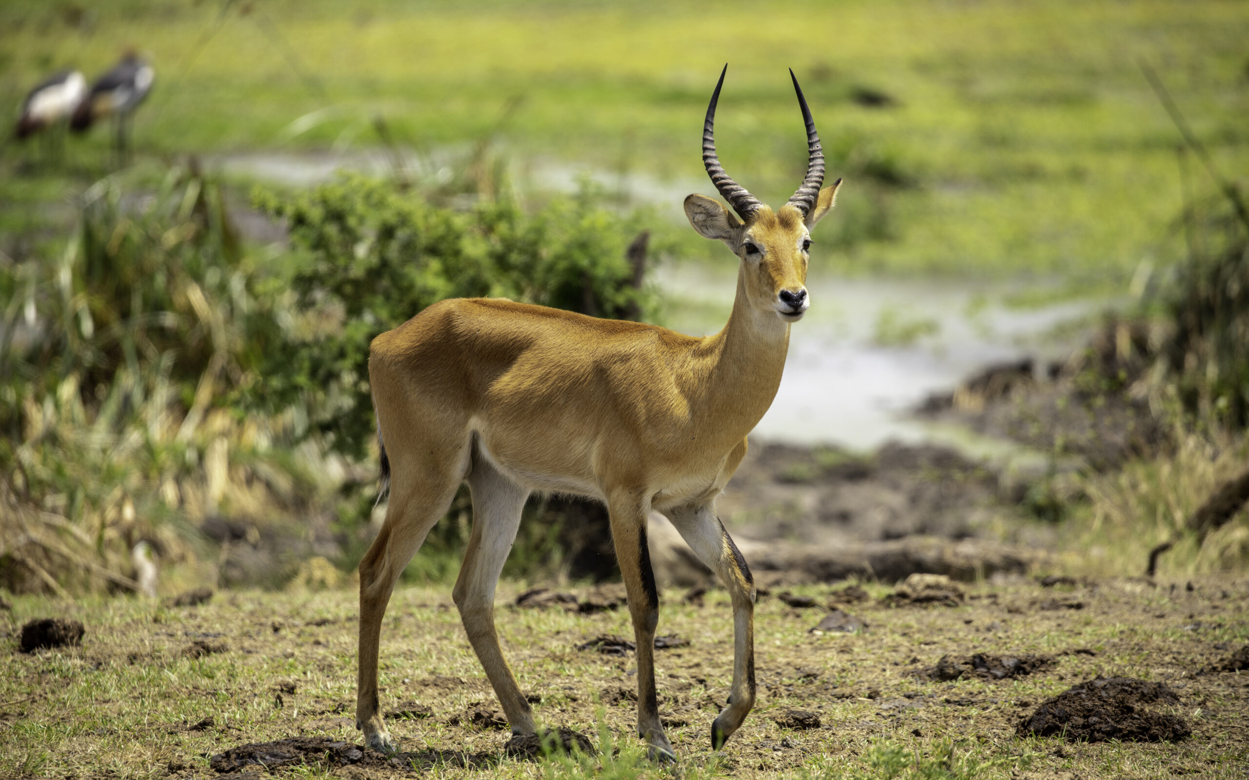 Animal care and protection
