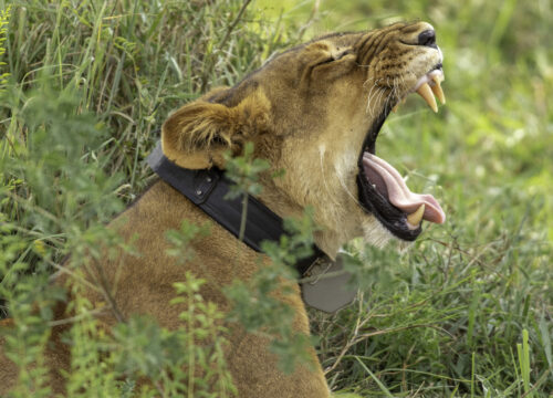 12-Day Spectacular Uganda Primates and Wildlife Safari