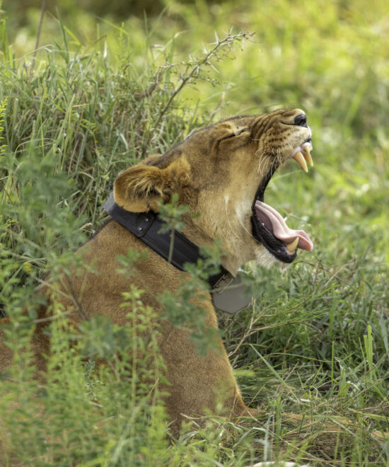 12-Day Spectacular Uganda Primates and Wildlife Safari