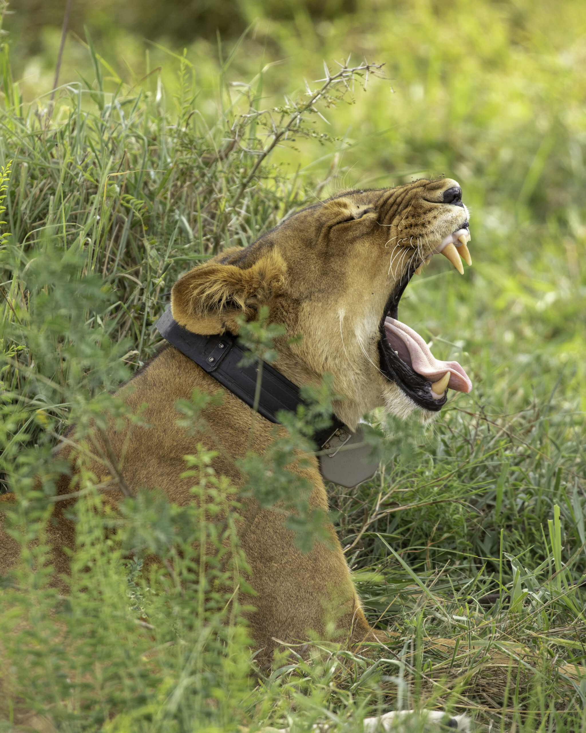 12-Day Spectacular Uganda Primates and Wildlife Safari