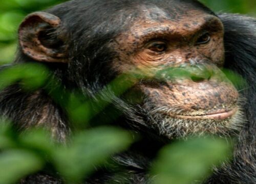 A Complete Guide to Chimpanzee Trekking in Kibale Forest.