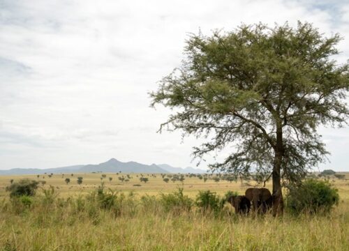 Amazing Attractions in Kidepo Valley National Park