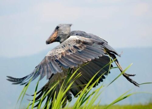A Guide to Visiting Uganda’s Mabamba Swamp-Home to the Shoebill
