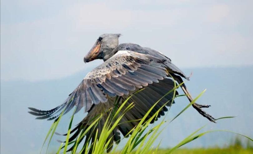 A Guide to Visiting Uganda’s Mabamba Swamp-Home to the Shoebill